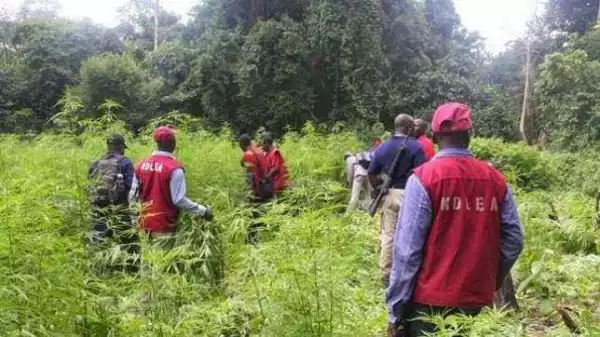 NDLEA arrests 184 drug suspects, convicts six in Akwa Ibom